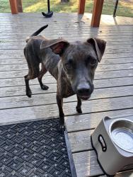 Reunited Male Dog last seen 126th & Elwood, Jenks, OK 74037