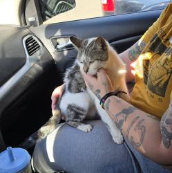 Found/Stray Female Cat last seen Near S Martin Luther King Jr Blvd, Lansing, MI 48910, Lansing, MI 48910