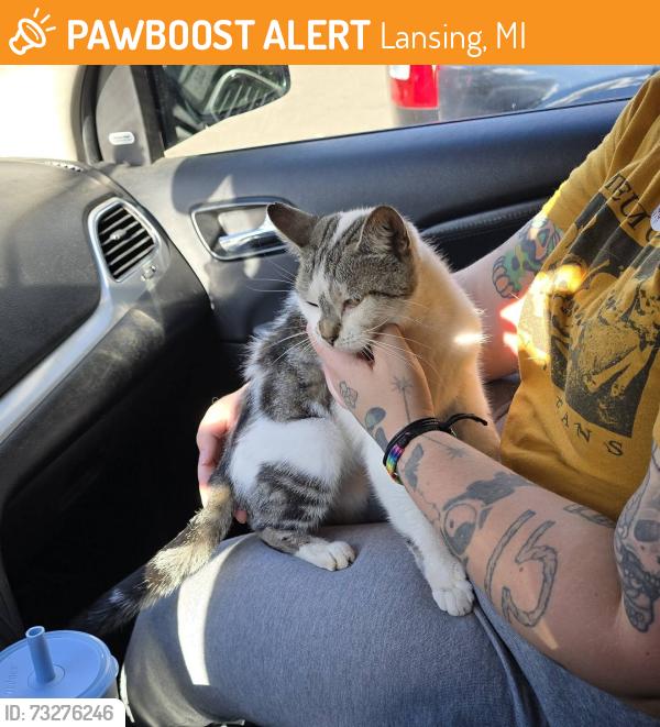 Found/Stray Female Cat last seen Near S Martin Luther King Jr Blvd, Lansing, MI 48910, Lansing, MI 48910
