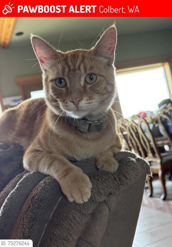 Lost Male Cat last seen Yale & Peaceful Ln, Colbert, WA 99005
