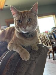 Lost Male Cat last seen Yale & Peaceful Ln, Colbert, WA 99005