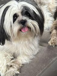 Lost Male Dog last seen Dalrock Woodside Rd, Rowlett, TX 75088