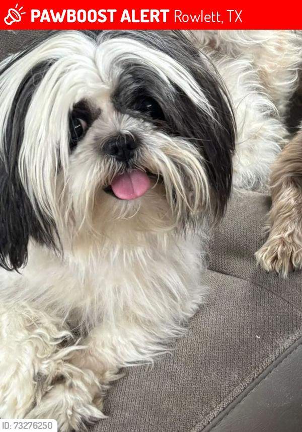 Lost Male Dog last seen Dalrock Woodside Rd, Rowlett, TX 75088
