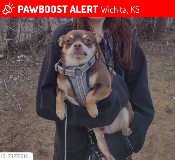 Lost Male Dog last seen Near s Clifton, Wichita, KS 67210