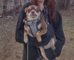 Lost Male Dog last seen Near s Clifton, Wichita, KS 67210