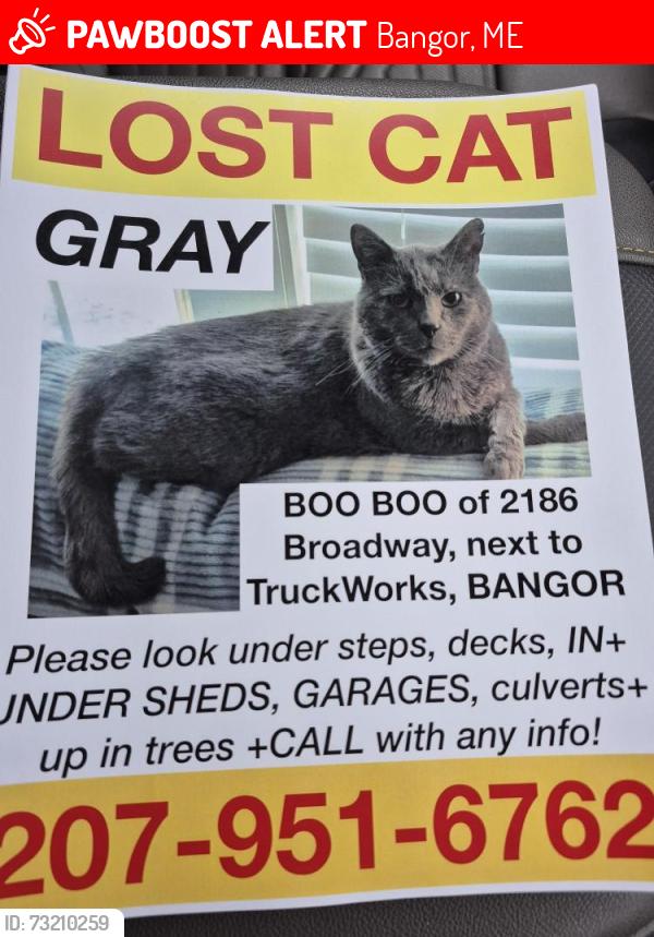 Lost Male Cat last seen Truck work/Harvey Trailer, Bangor, ME 04401