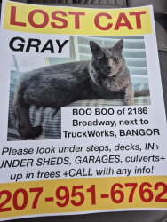 Lost Male Cat last seen Truck work/Harvey Trailer, Bangor, ME 04401