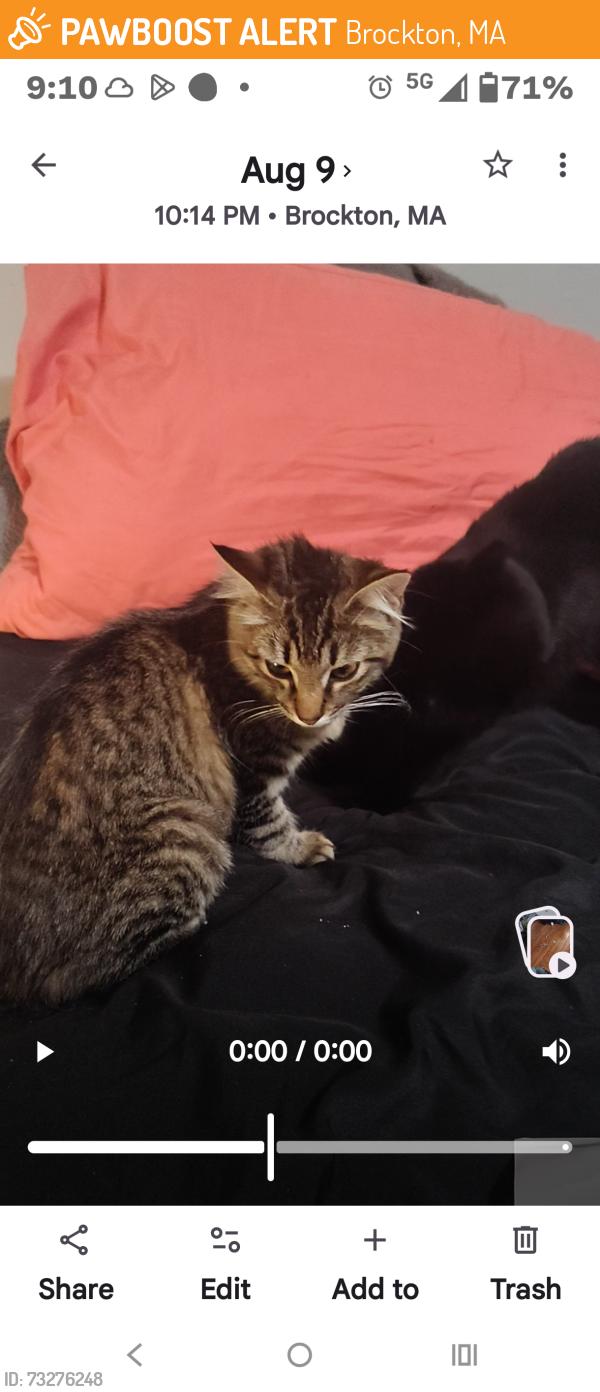 Found/Stray Female Cat last seen Vine Street in Holbrook Street in Brockton, Brockton, MA 02301
