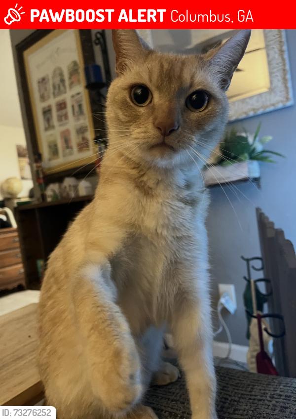 Lost Male Cat last seen Behind Macon Rd library, Columbus, GA 31906