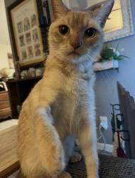 Lost Male Cat last seen Behind Macon Rd library, Columbus, GA 31906