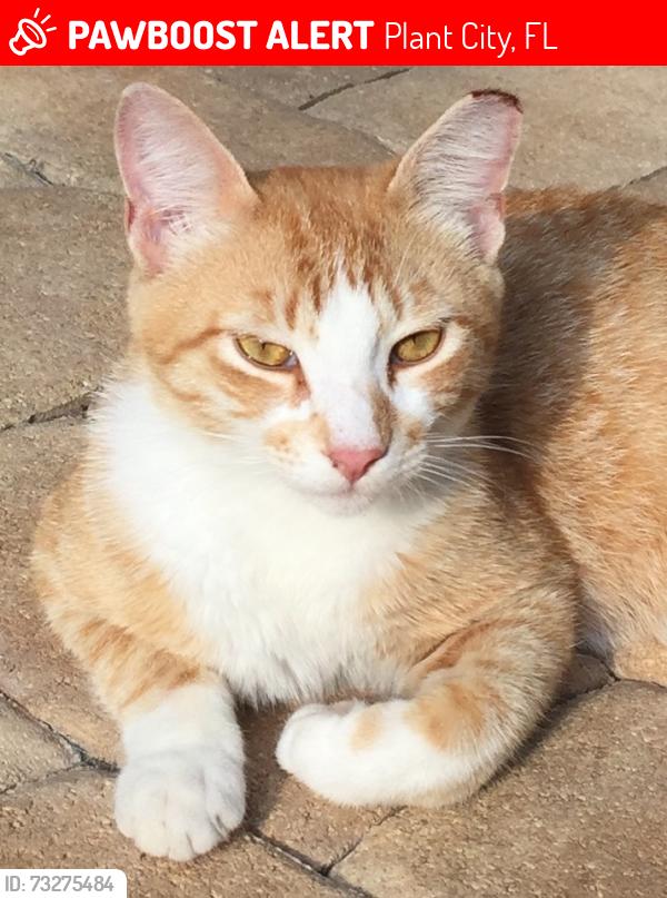 Lost Male Cat last seen Gallagher and W Knights Griffin Rd, Plant City, FL 33565