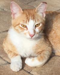 Lost Male Cat last seen Gallagher and W Knights Griffin Rd, Plant City, FL 33565