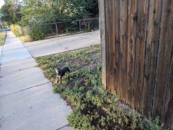Found/Stray Unknown Dog last seen Cheyenne and South Corona, Colorado Springs, CO 80905