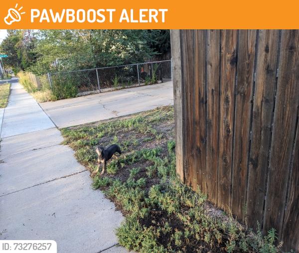 Found/Stray Unknown Dog last seen Cheyenne and South Corona, Colorado Springs, CO 80905