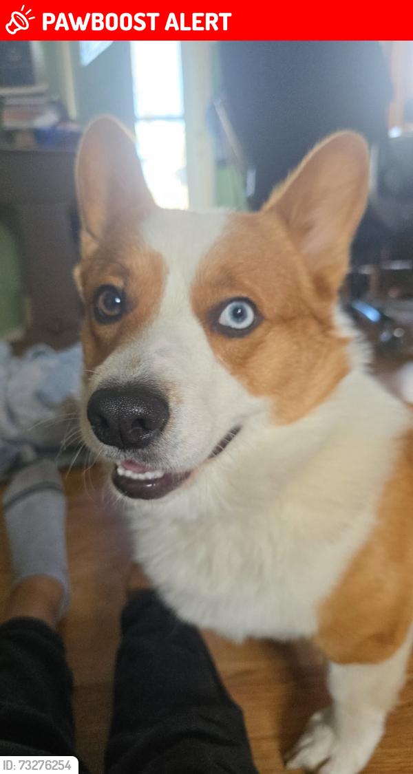 Lost Male Dog last seen Dartmoor St and Wayland Road, Kingsford Heights, IN 46346
