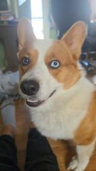 Lost Male Dog last seen Dartmoor St and Wayland Road, Kingsford Heights, IN 46346
