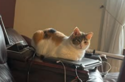 Lost Female Cat last seen North Limerick Rd, Schwenksville, PA 19473