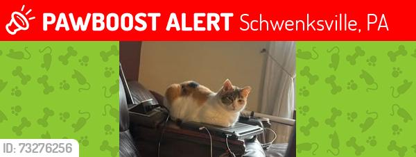 Lost Female Cat last seen North Limerick Rd, Schwenksville, PA 19473