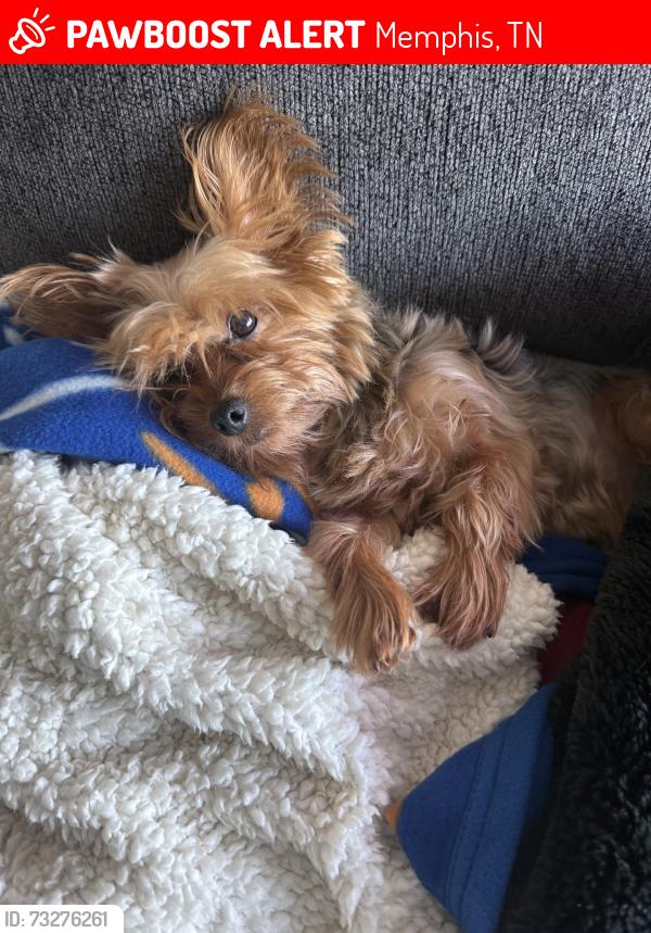 Lost Male Dog last seen Ramill Rd, Memphis, TN 38128