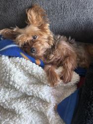 Lost Male Dog last seen Ramill Rd, Memphis, TN 38128