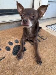 Found/Stray Male Dog last seen Cliffstone hills neighborhood, Conroe, TX 77301