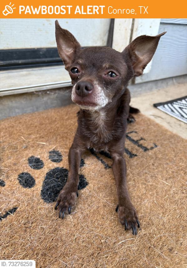 Found/Stray Male Dog last seen Cliffstone hills neighborhood, Conroe, TX 77301