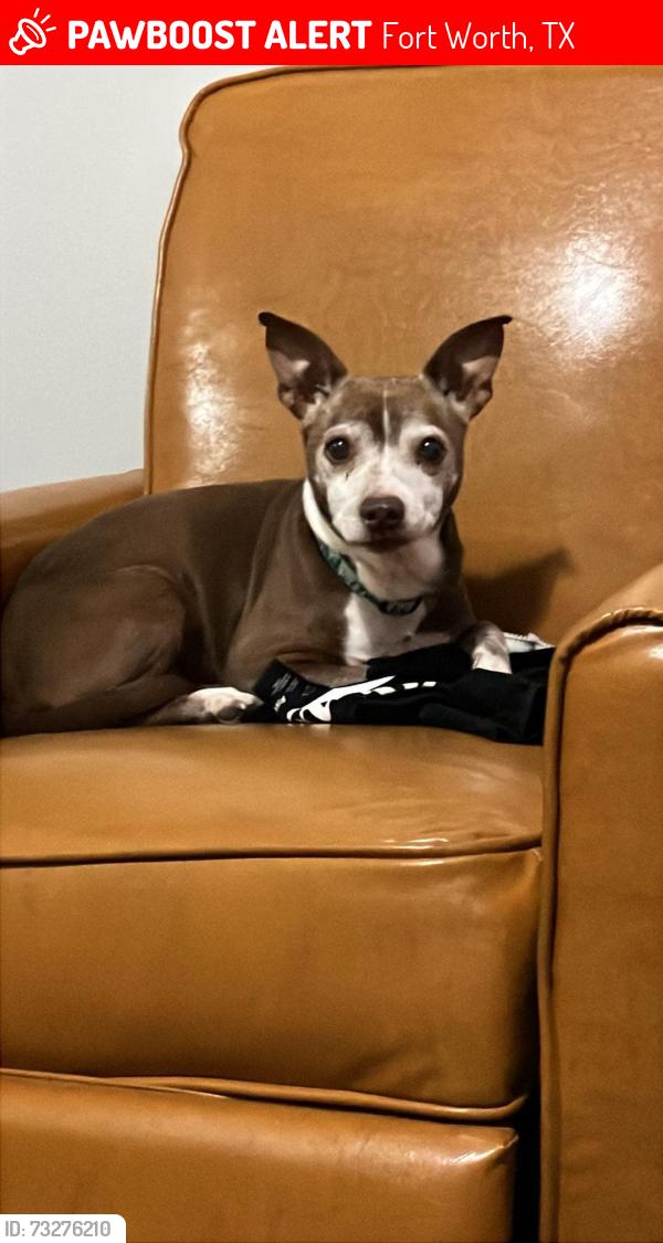 Lost Female Dog last seen Agate&9 mile azle, Fort Worth, TX 76135