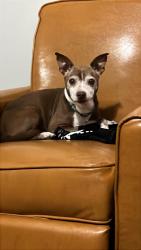 Lost Female Dog last seen Agate&9 mile azle, Fort Worth, TX 76135