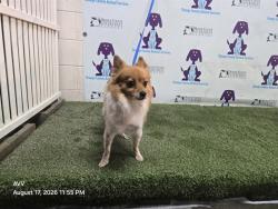 Shelter Stray Female Dog last seen , 2769 Conroy Rd, Orlando, FL 32839, USA