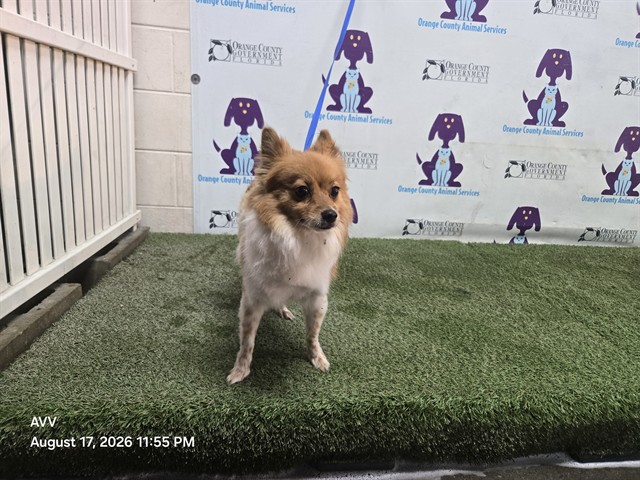 Shelter Stray Female Dog last seen , 2769 Conroy Rd, Orlando, FL 32839, USA