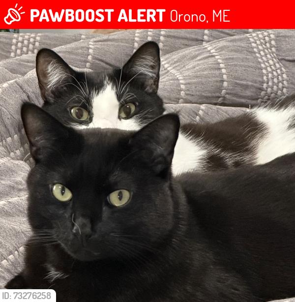 Lost Male Cat last seen Near the local across from Ohop, Orono, ME 04411