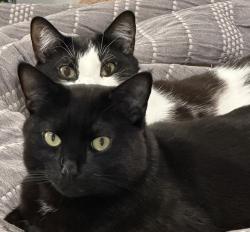 Lost Male Cat last seen Near the local across from Ohop, Orono, ME 04411