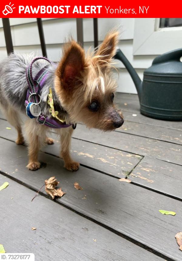 Lost Female Dog last seen Treadwell Pl, Yonkers, Yonkers, NY 10710