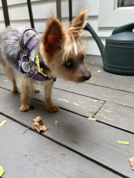 Lost Female Dog last seen Treadwell Pl, Yonkers, Yonkers, NY 10710