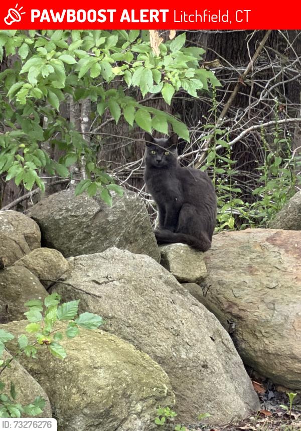 Lost Male Cat last seen Pumping Station Rd, Litchfield, CT 06759