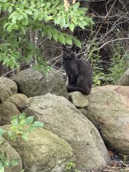 Lost Male Cat last seen Pumping Station Rd, Litchfield, CT 06759