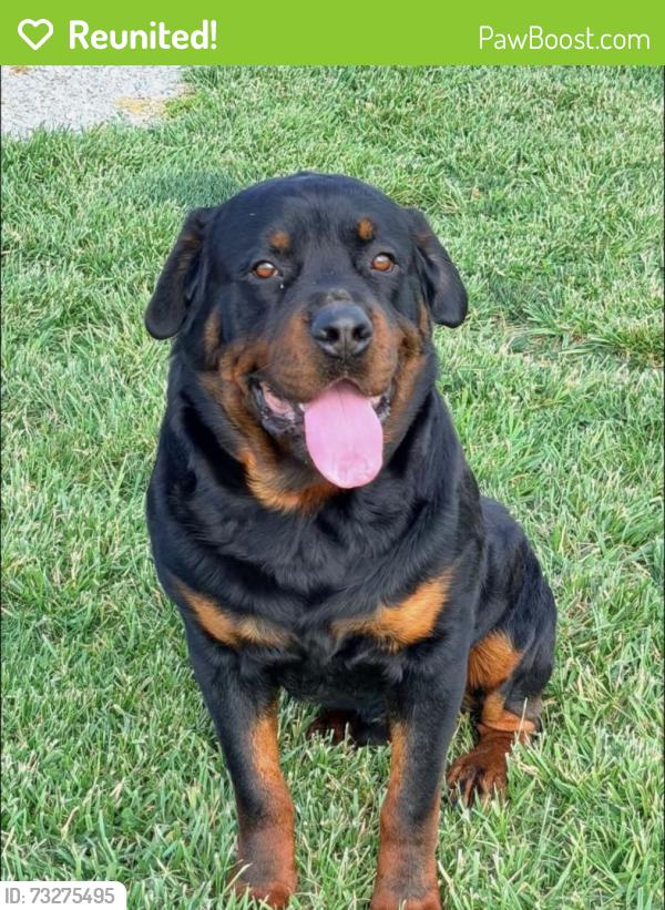 Reunited Male Dog last seen Near Parker’s mill, Lexington, KY 40513