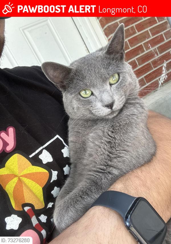 Lost Male Cat last seen Near, Longmont, CO 80501