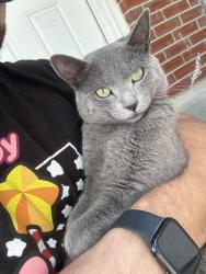Lost Male Cat last seen Near, Longmont, CO 80501