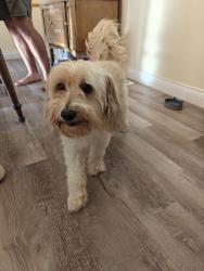 Reunited Male Dog last seen 13th Ave & Harvard, Maywood, IL 60153