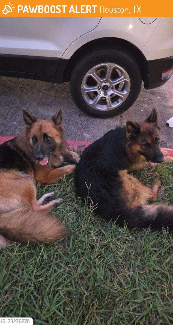 Found/Stray Male Dog last seen Near corporate Dr houston,tx,77036, Houston, TX 77036