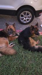 Found/Stray Male Dog last seen Near corporate Dr houston,tx,77036, Houston, TX 77036