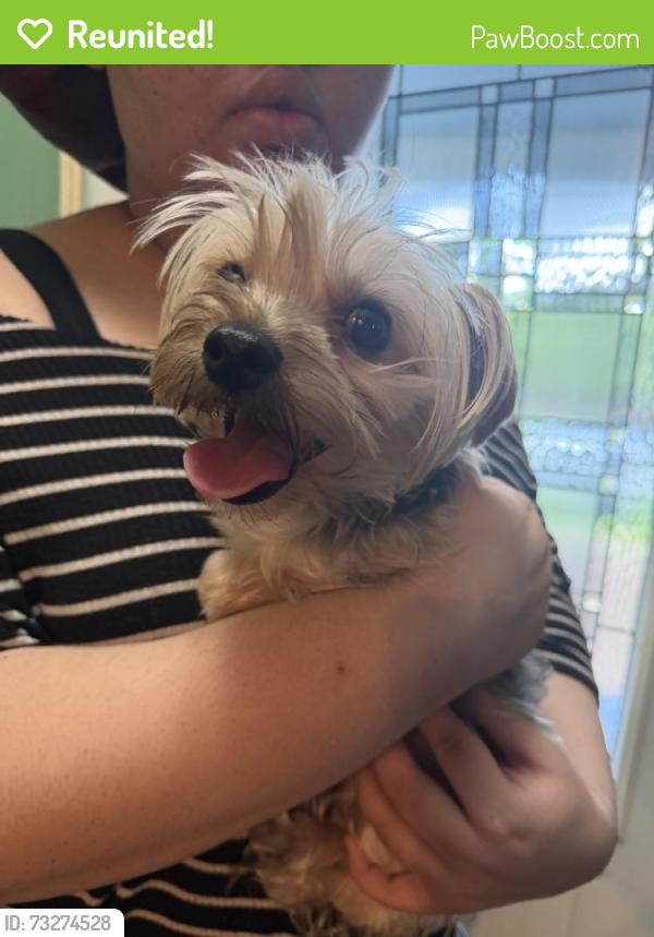 Reunited Male Dog last seen Madison st and 45th ave, Prince George's County, MD 20737