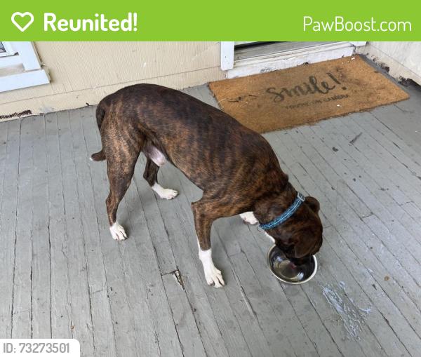 Reunited Male Dog last seen E. Lake Ave. and Clearspring Rd., Baltimore, MD 21212