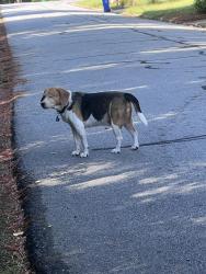 Found/Stray Unknown Dog last seen Carlton Terrace and Parkway Drive, Athens, GA 30606