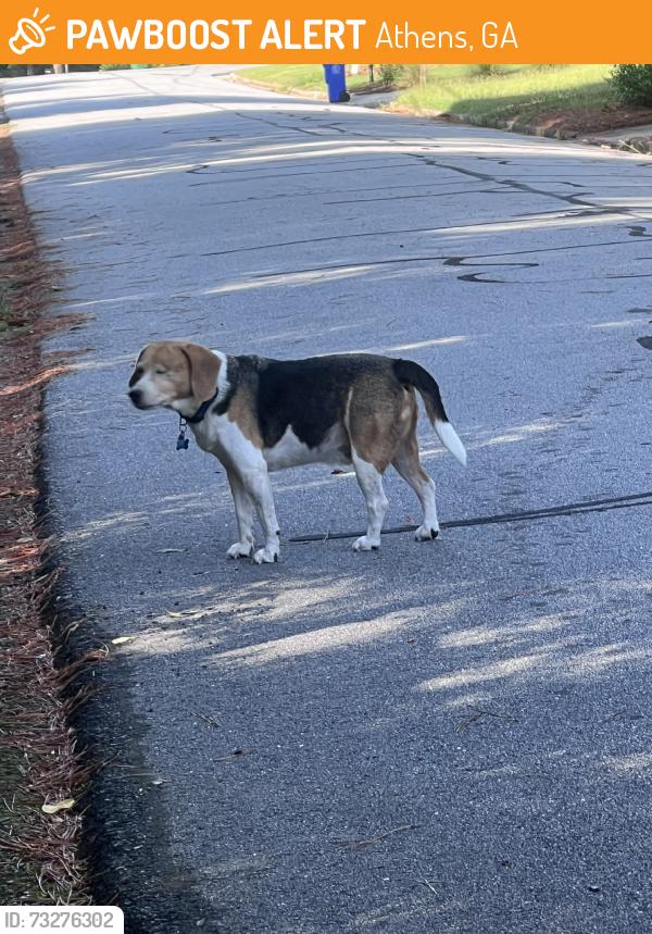 Found/Stray Unknown Dog last seen Carlton Terrace and Parkway Drive, Athens, GA 30606