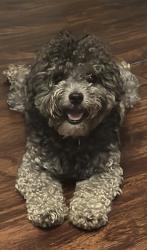 Lost Male Dog last seen Waterford Dr, Florissant, MO 63031
