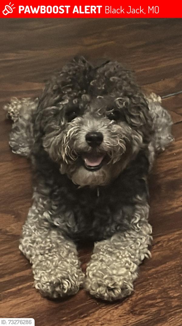 Lost Male Dog last seen Waterford Dr, Florissant, MO 63031