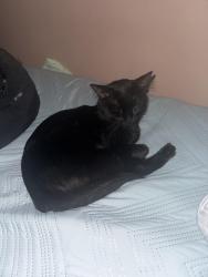 Lost Male Cat last seen Antonio Ln, Waxahachie, TX 75165