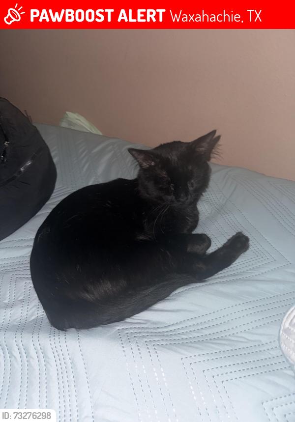 Lost Male Cat last seen Antonio Ln, Waxahachie, TX 75165